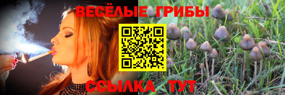 где найти   Псилоцибиновые грибы MAGIC MUSHROOMS  Вход с VPN  Курчатов 